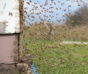 One Hive