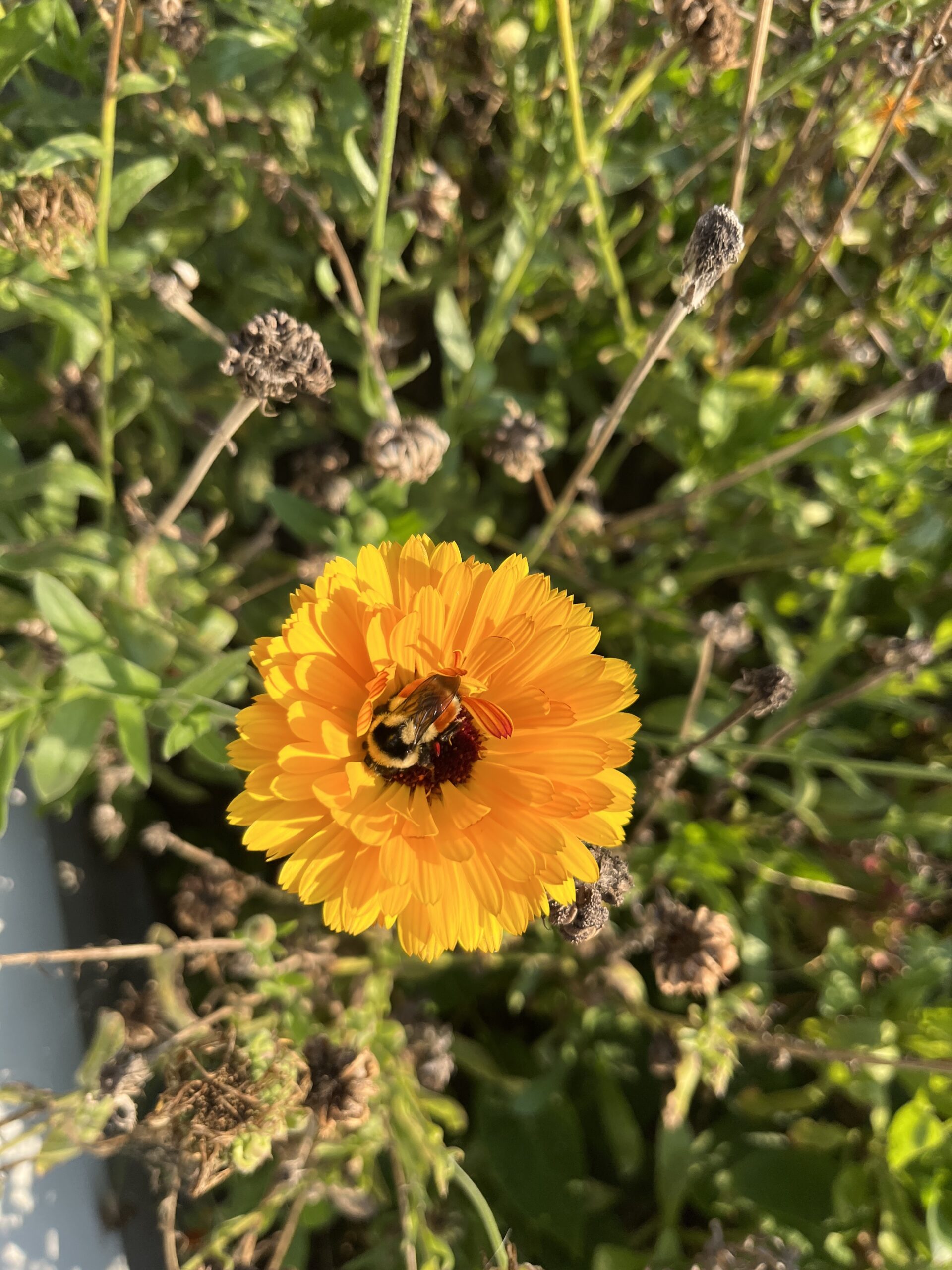 One Hive