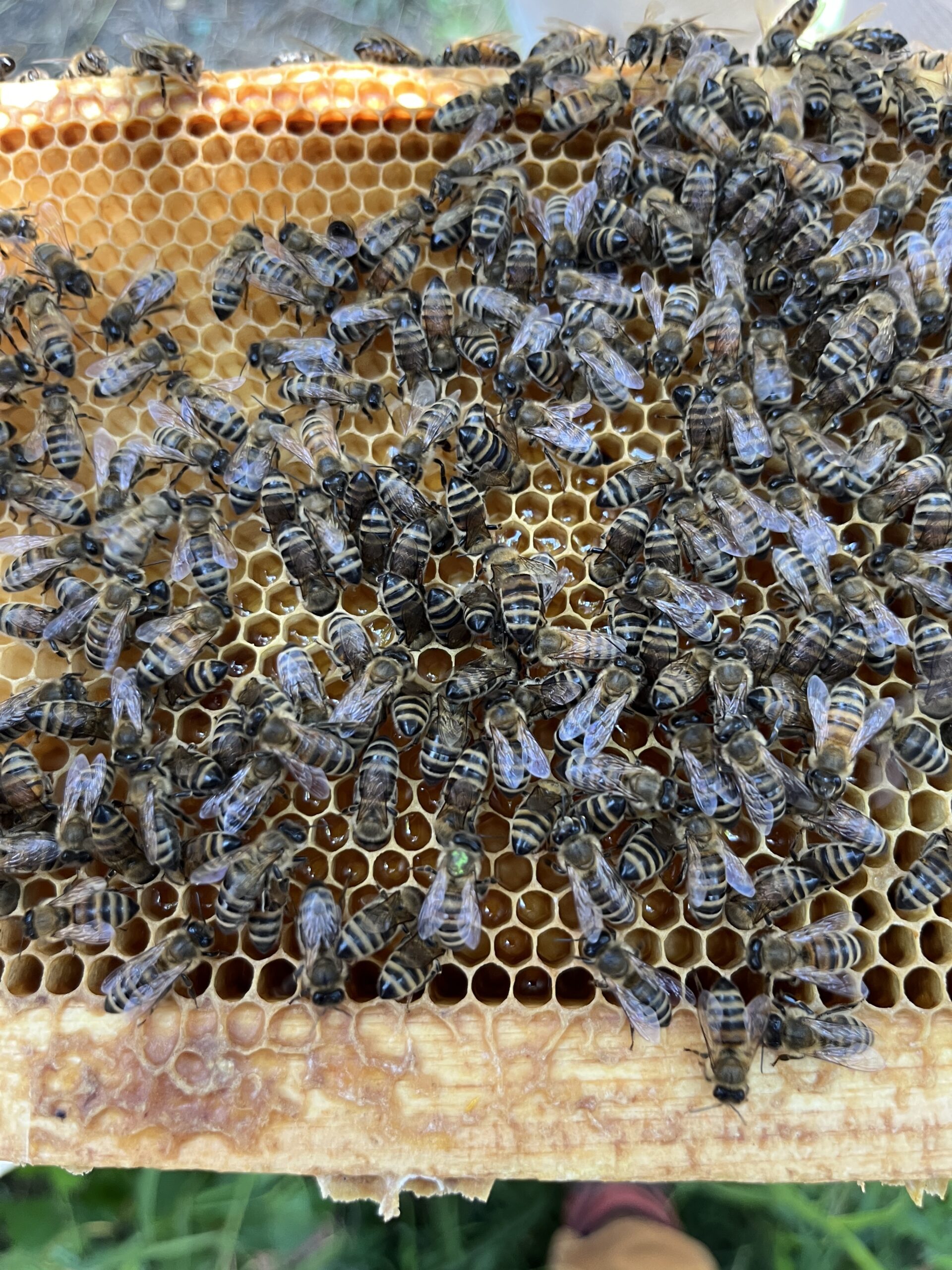 One Hive