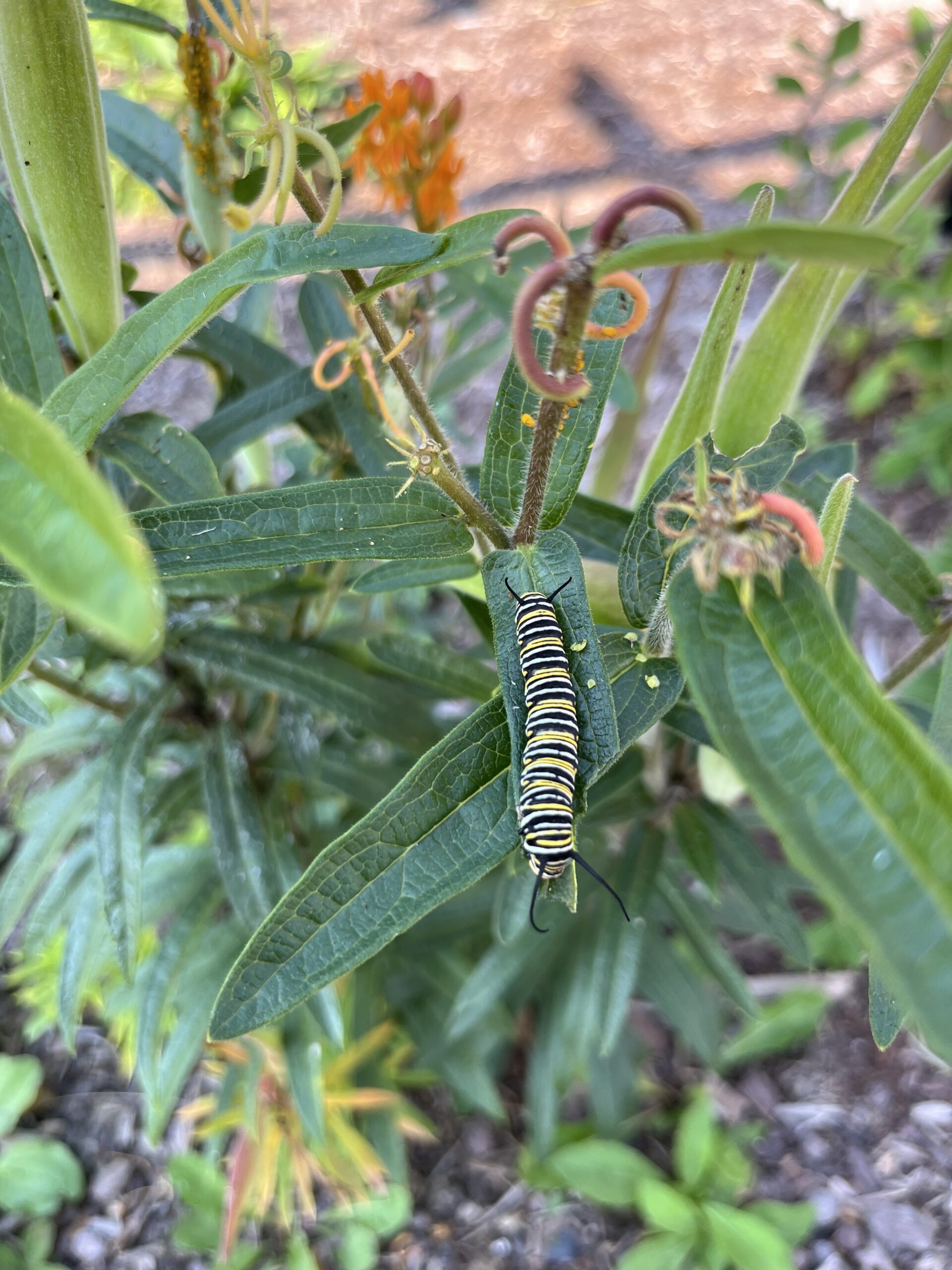 One Hive