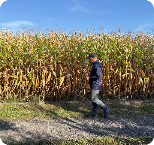 Man walking through cornfield